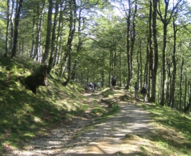 Beech forest Roncesvalles